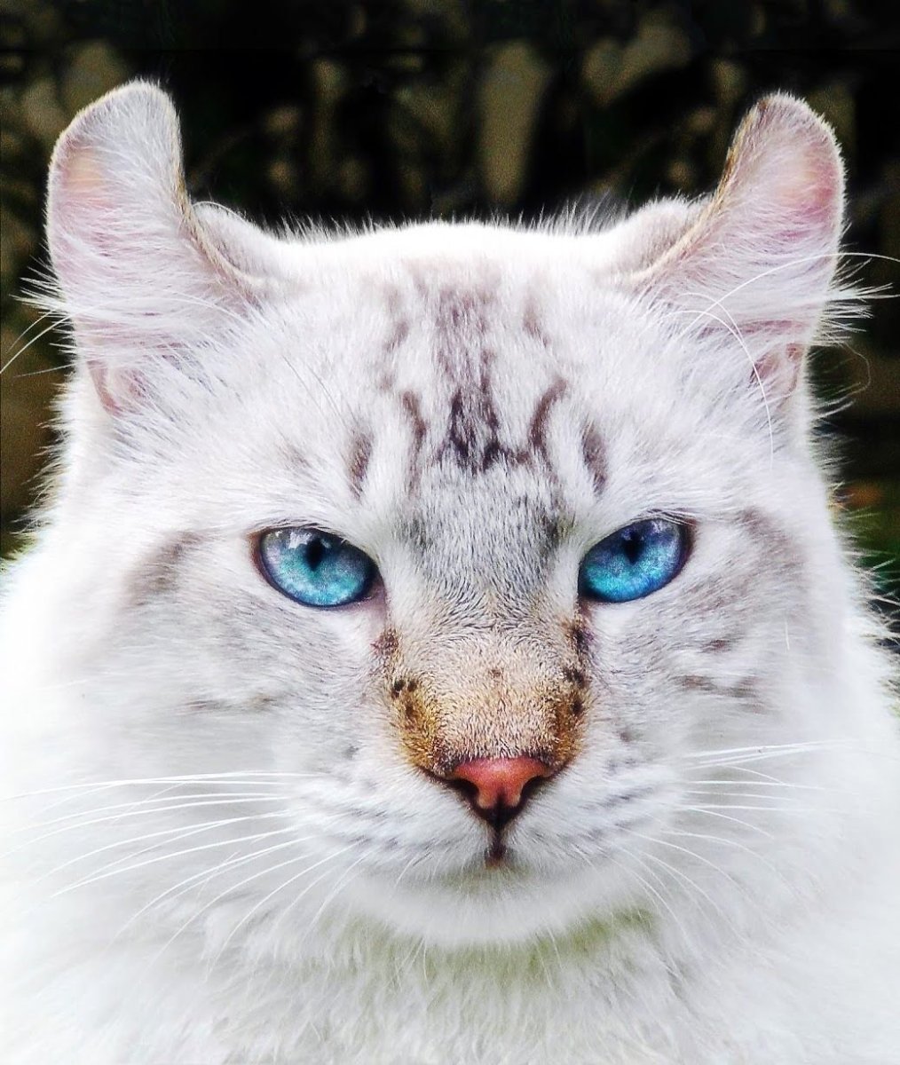 Хайленд Линкс