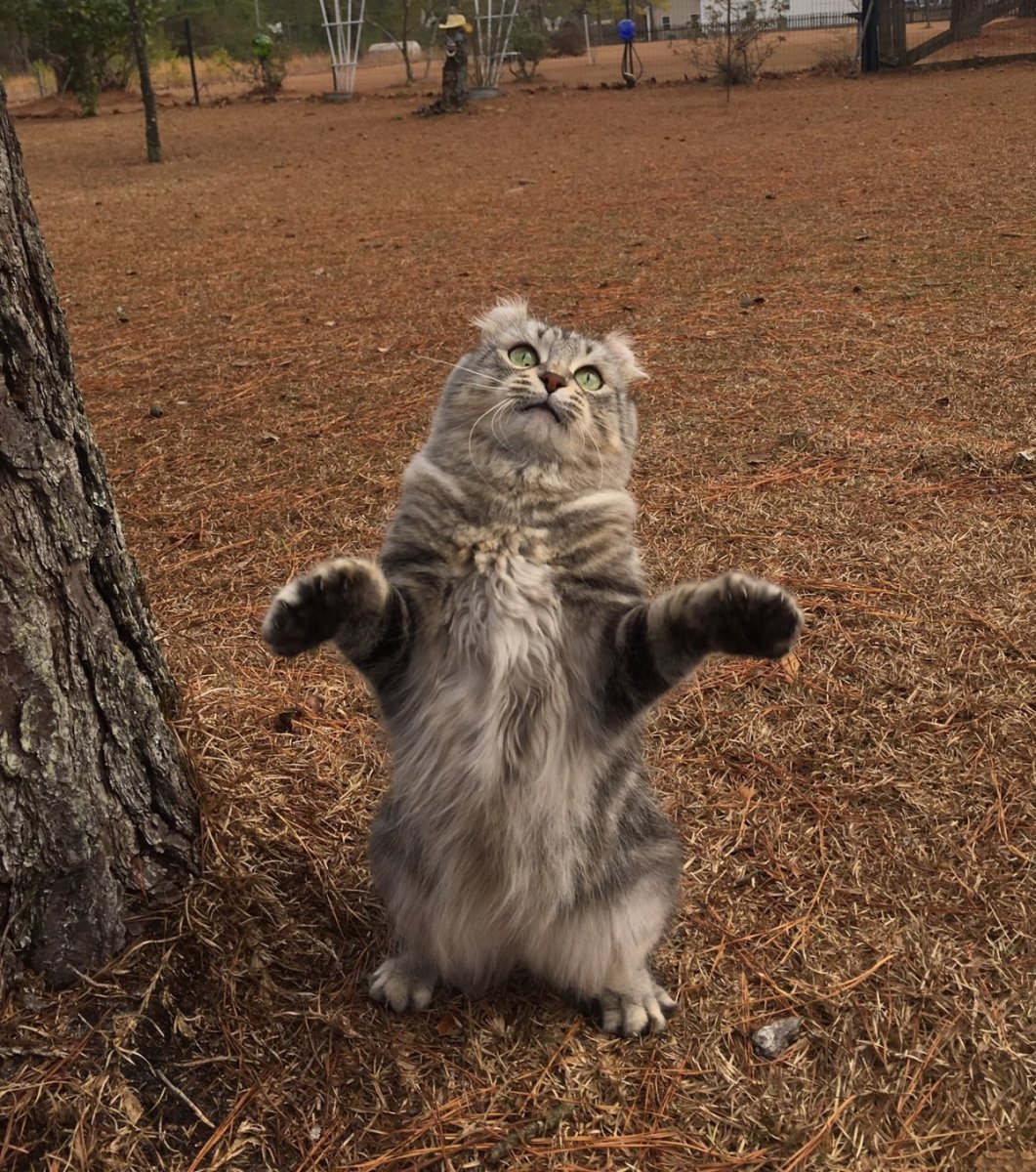 Британская длинношерстная табби