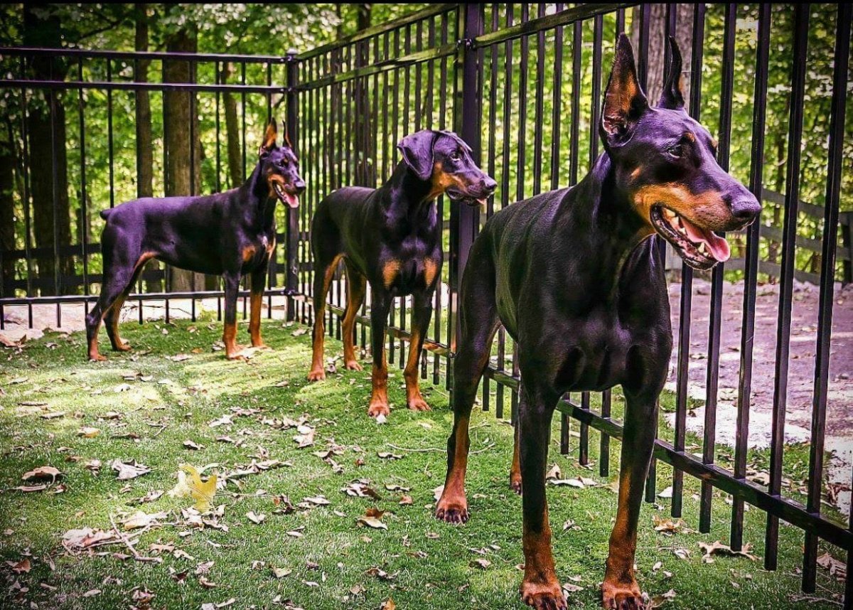 Европейский Доберман