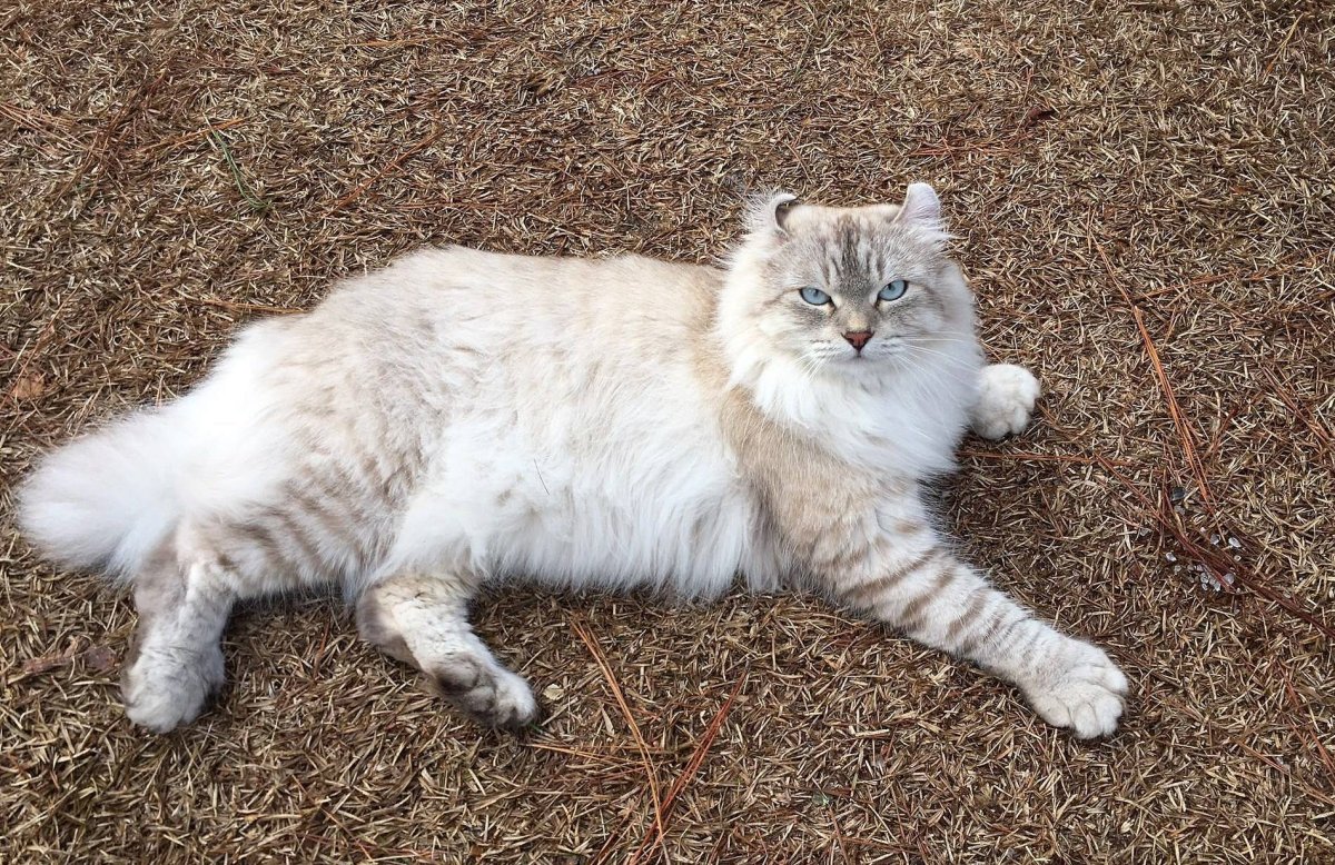 Британская длинношёрстная кошка белая