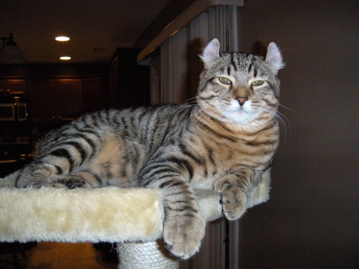 Британская длинношерстная кошка смузи