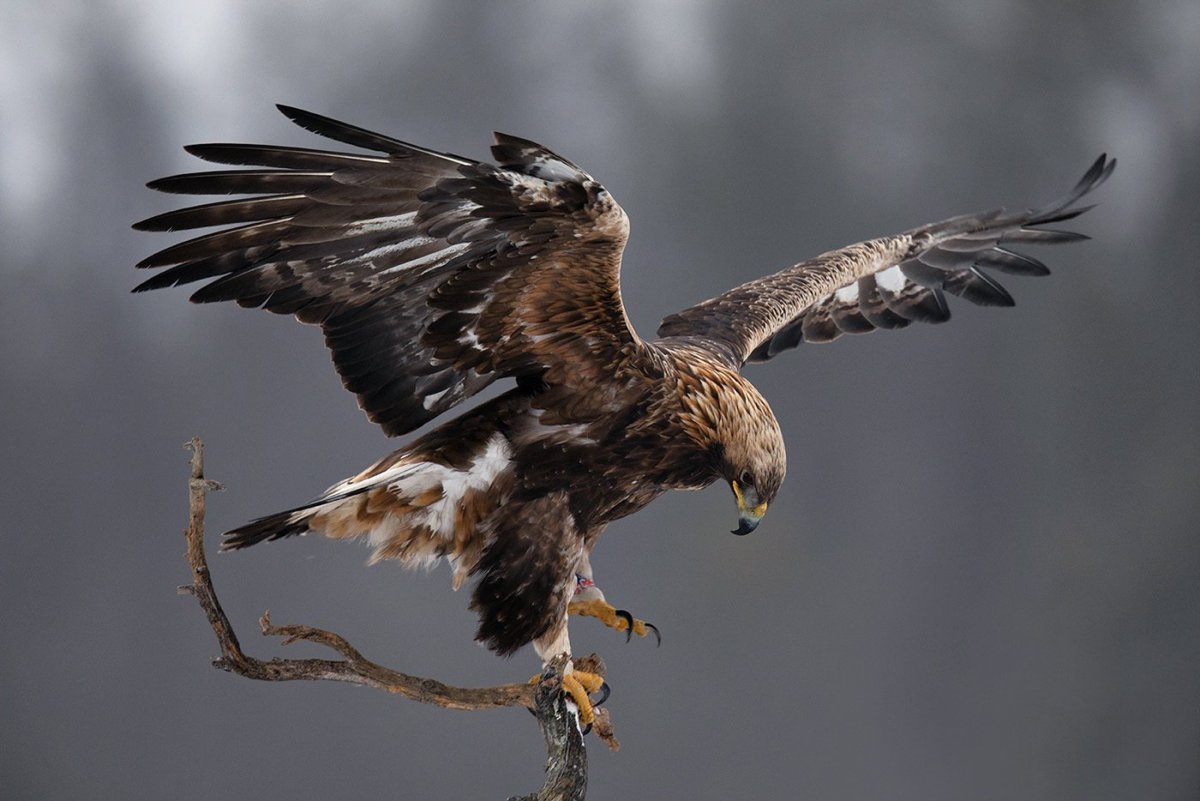 Птица Беркут Халзан