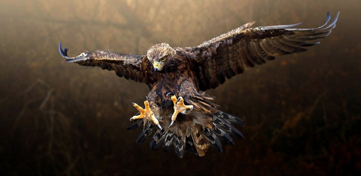 Орел Беркут и человек