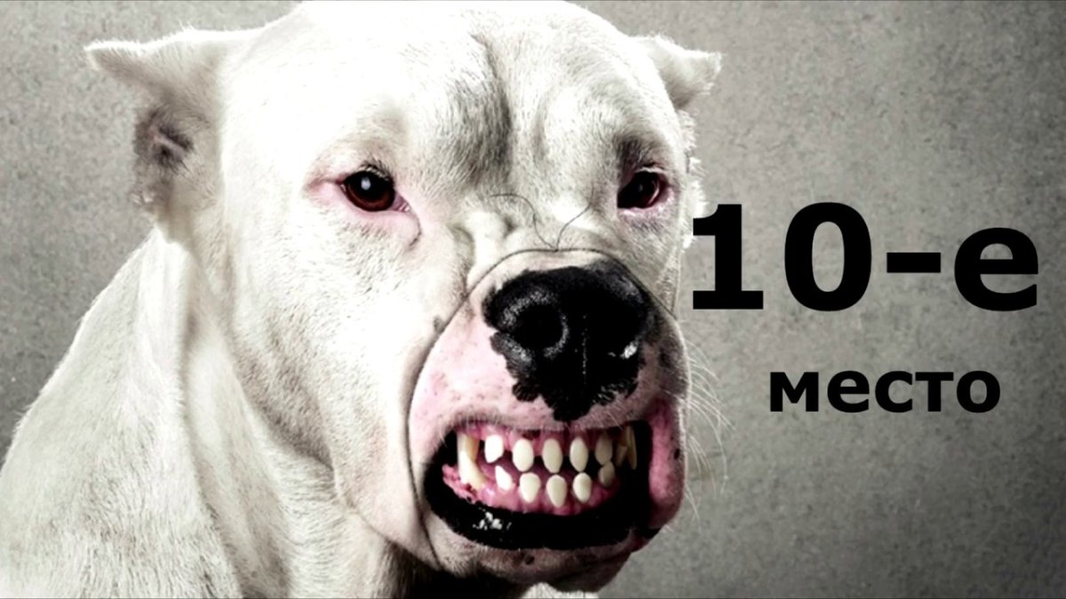 Опасные собаки в мире убийцы