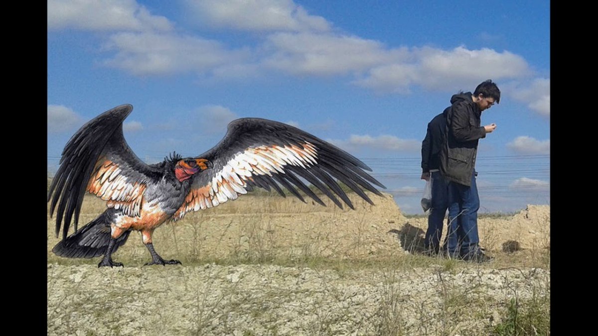 Беркут и Орлан белохвост