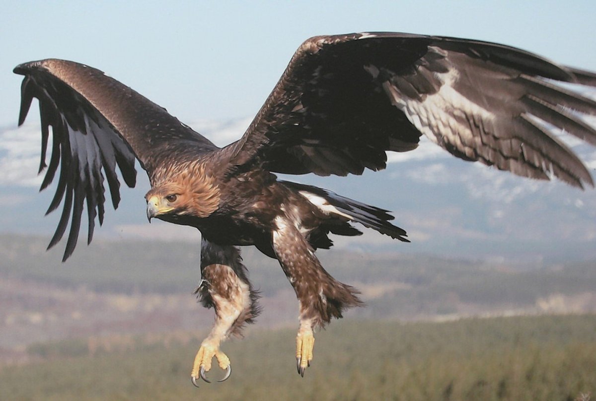 Беркут Халзан