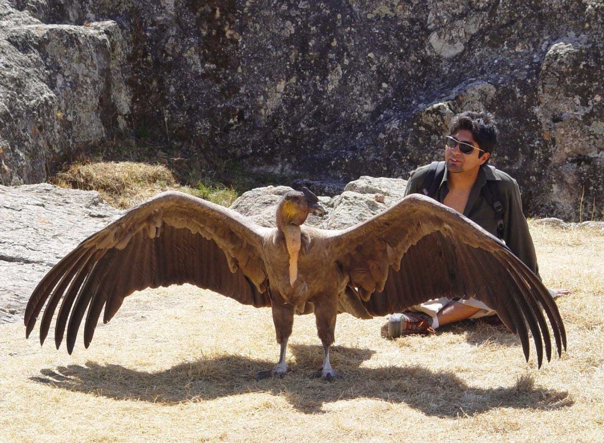 Чёрный Беркут птица