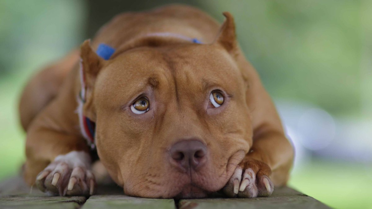 Питбуль бренди однажды в Голливуде