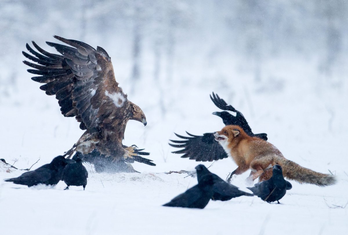 Беркут с белыми пятнами