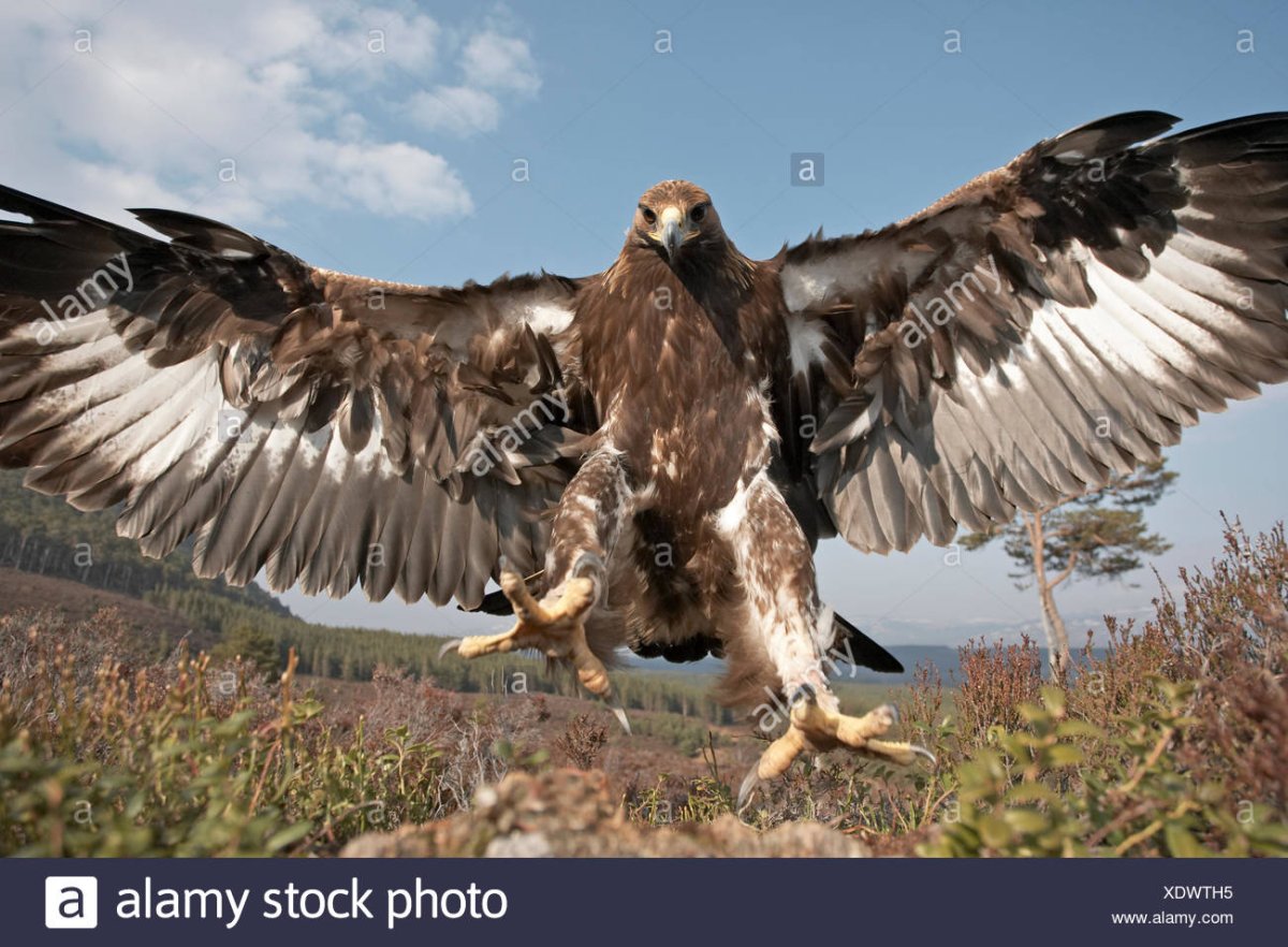 Орел Беркут и человек