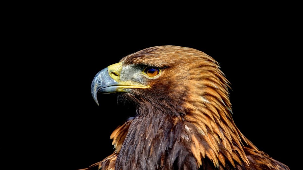 Eagle Hunting Kyrgyzstan