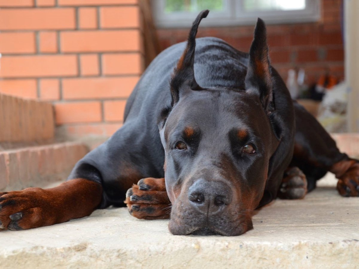 Самая большая собака Доберман