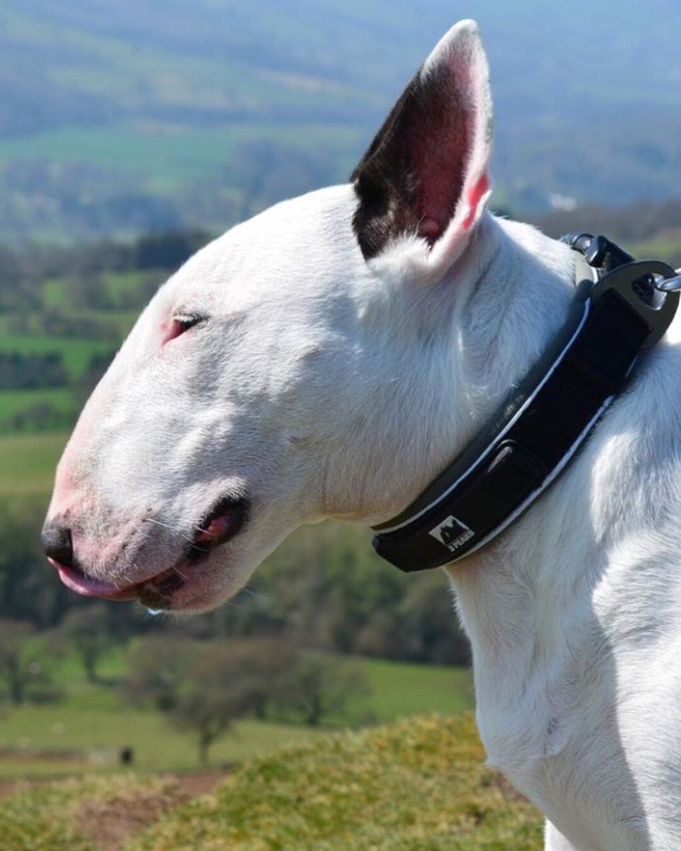 Бультерьер злой Бойцовский