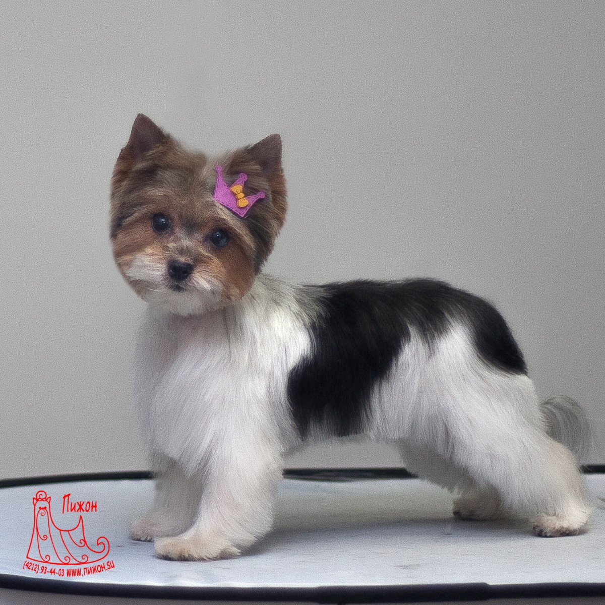 Бивер-Йоркширский терьер подстриженный