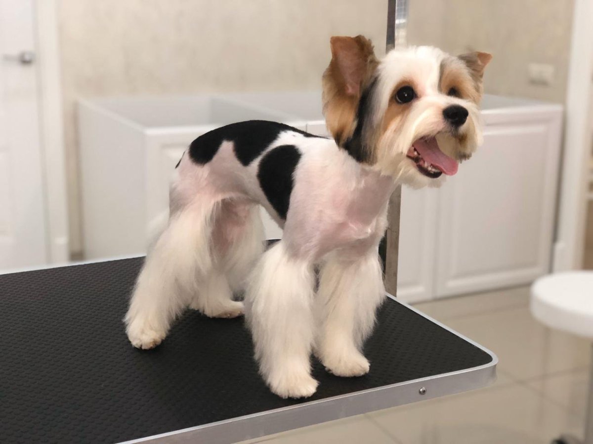 Бивер-Йоркширский терьер стрижки