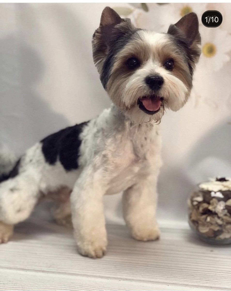 Бивер Корея