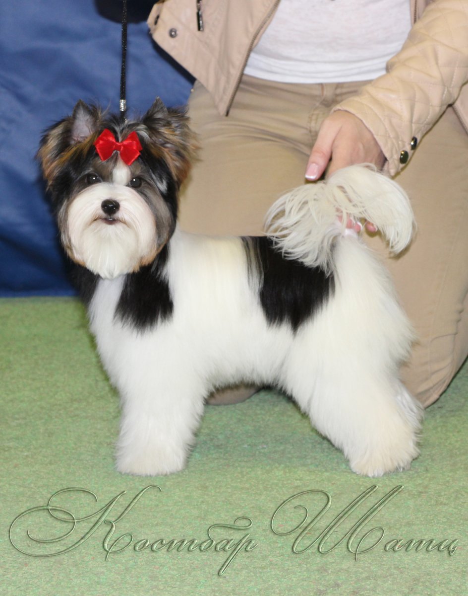 Бивер-Йоркширский чёрной белый