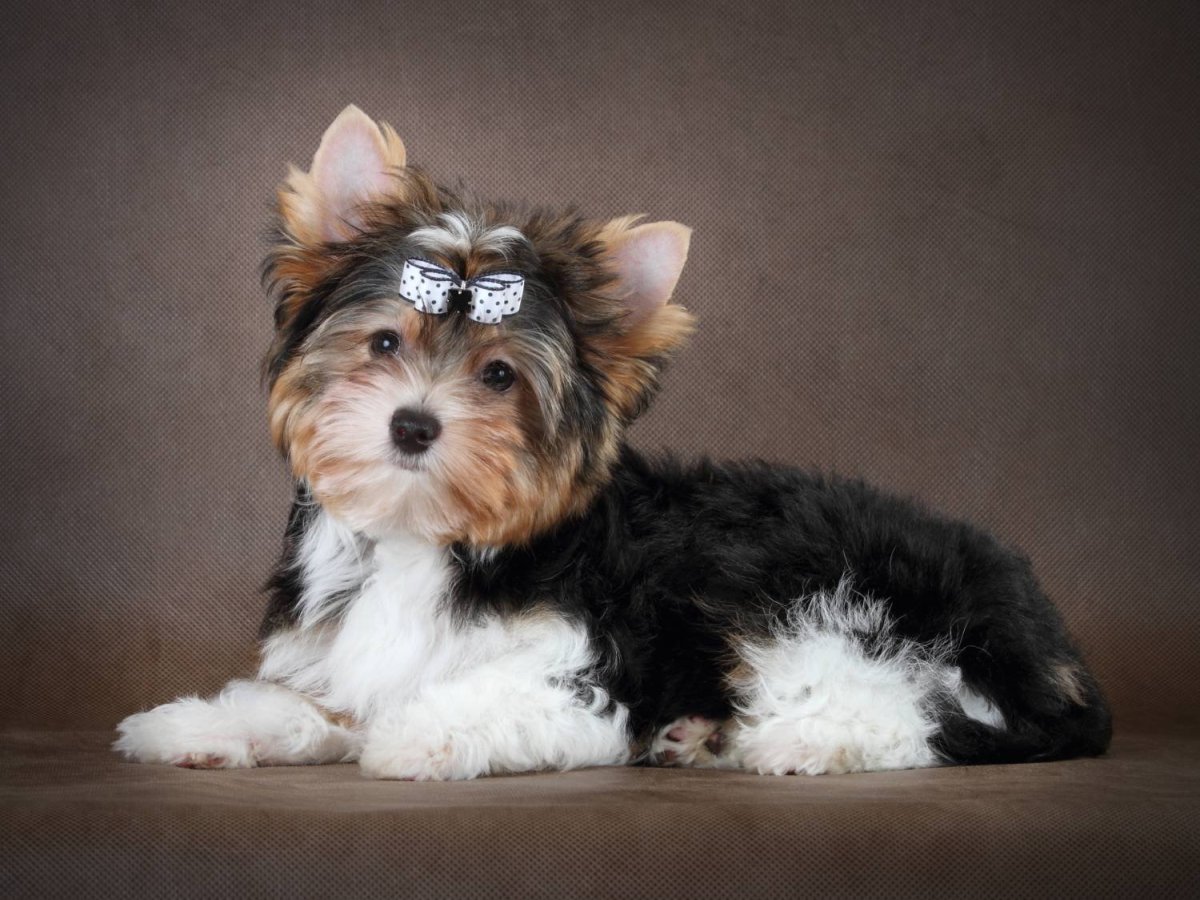 Стрижки биверов девочек фото