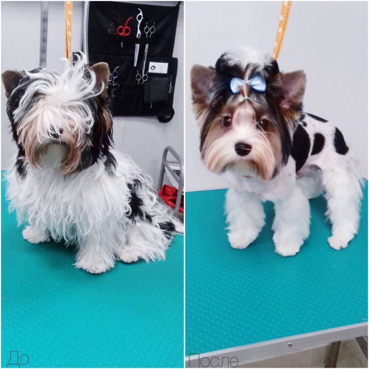 Стрижки Бивер терьеров