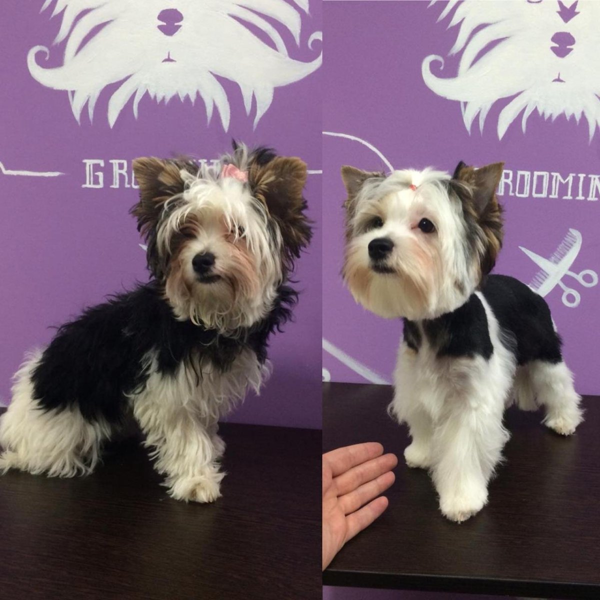 Бивер-Йоркширский терьер черный