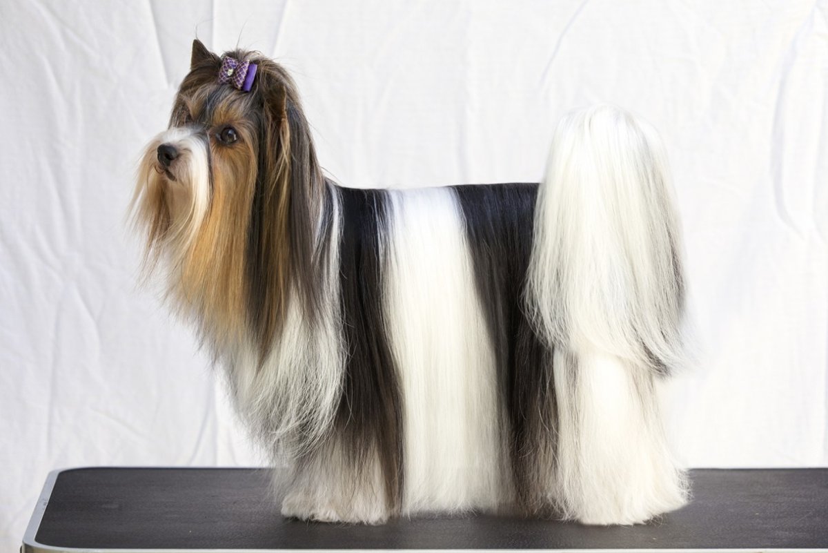 Бивер-Йоркширский терьер короткая стрижка