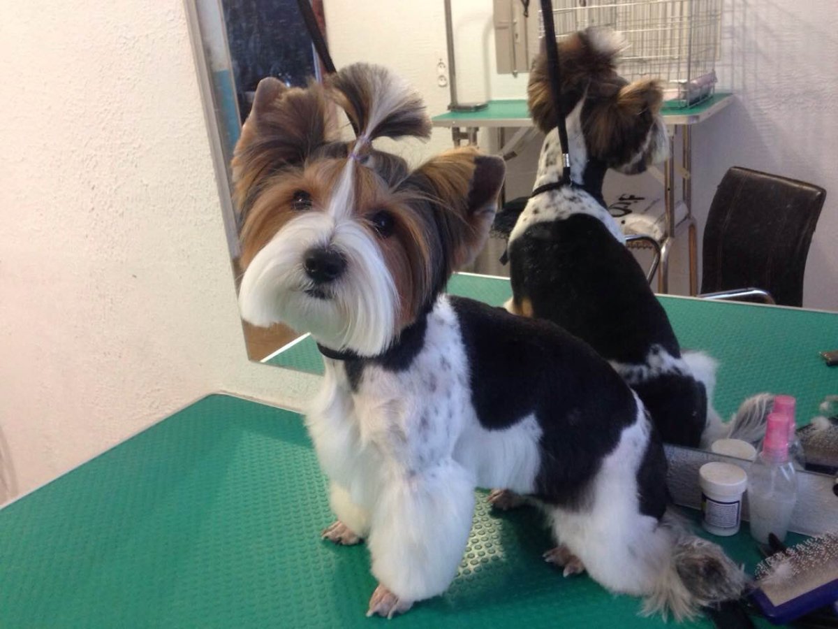 Бивер-Йоркширский терьер мини