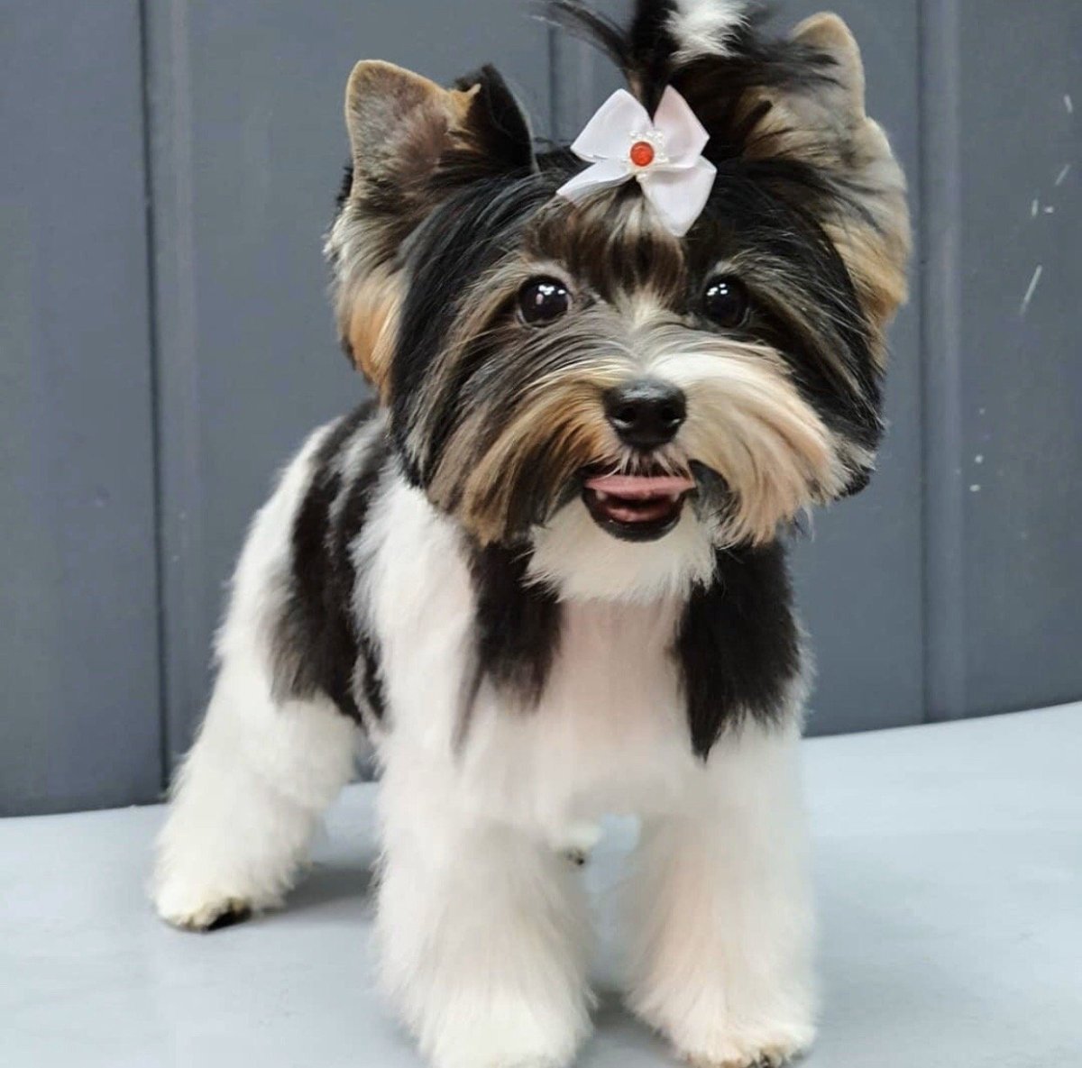 Бивер-Йоркширский терьер стандарт породы