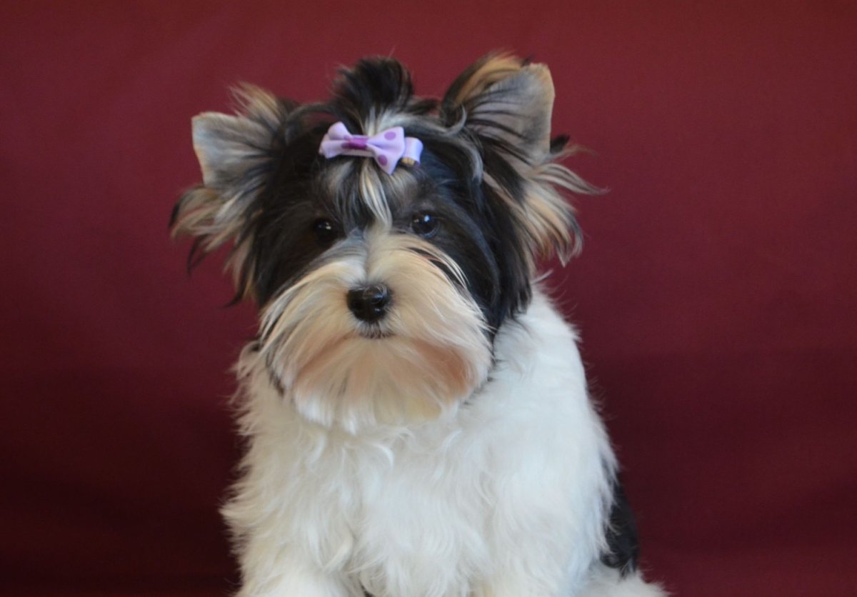 Бивер Йоркширский терьер стри