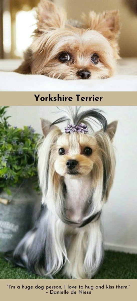 Бивер-Йоркширский терьер