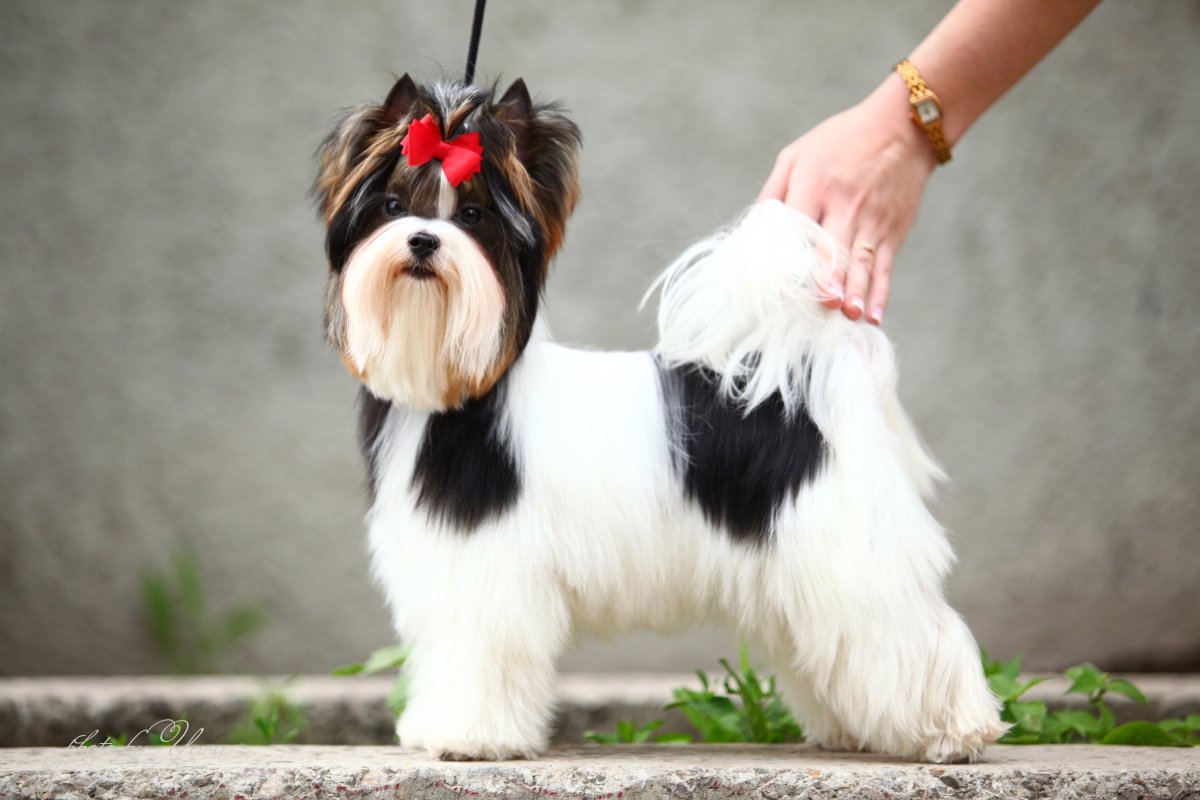 Бивер-Йоркширский терьер