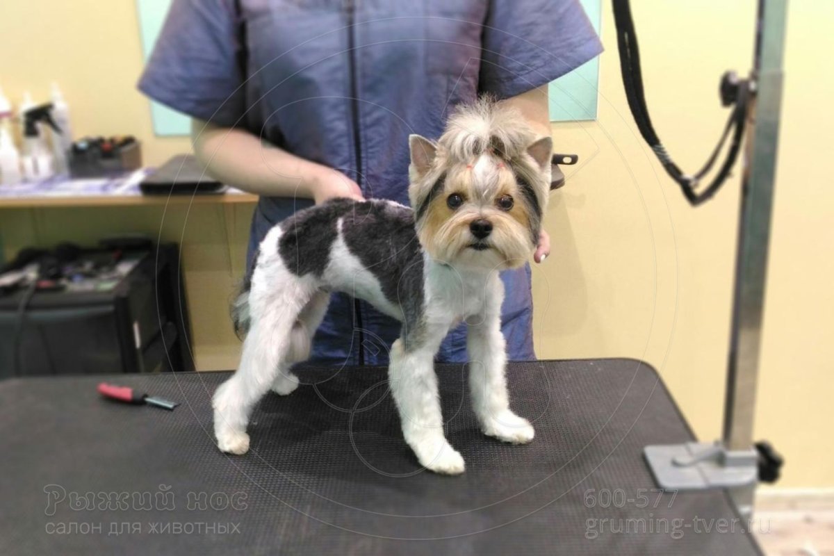 Бивер-Йоркширский терьер стрижки