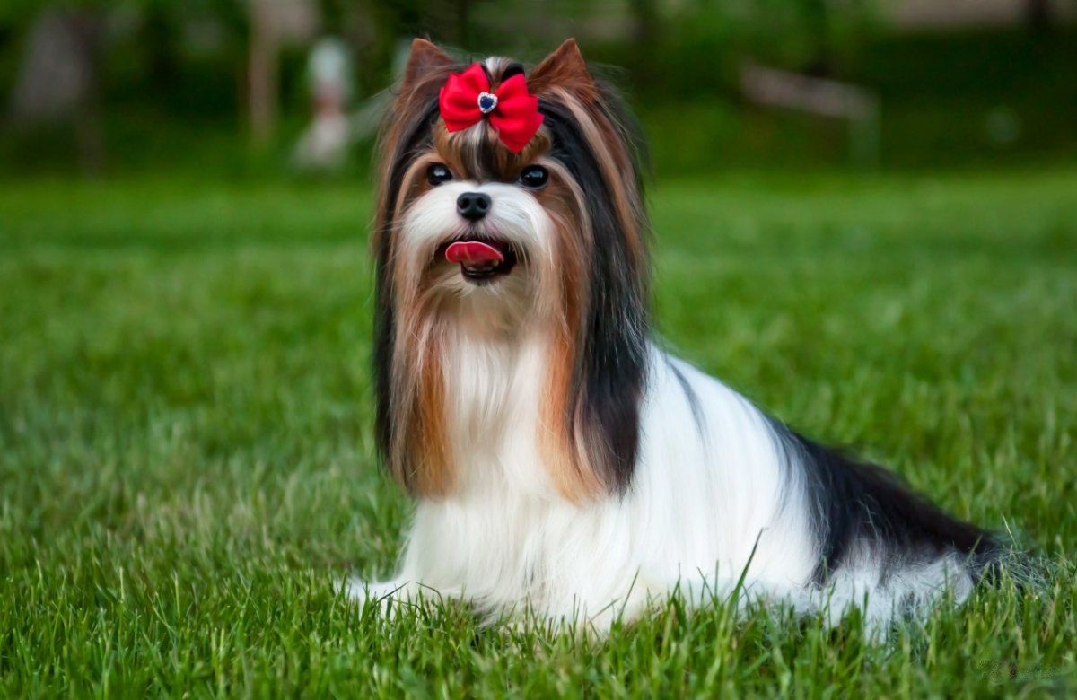 Корейская стрижка Бивер Йорка