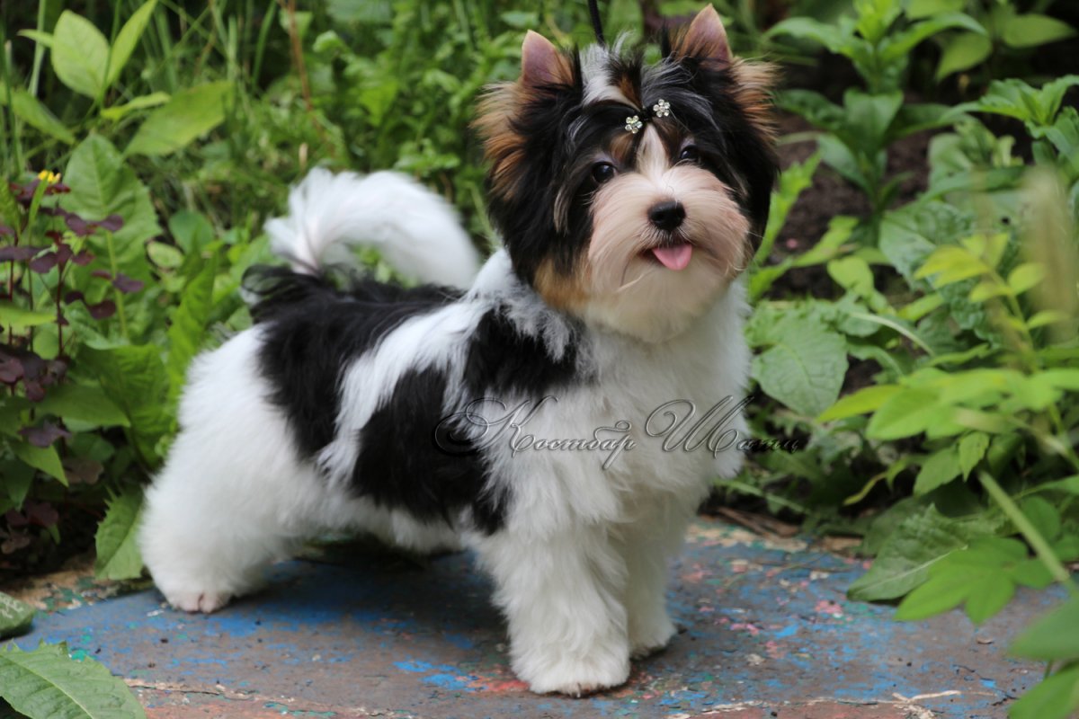 Груминг Бивер Йорка