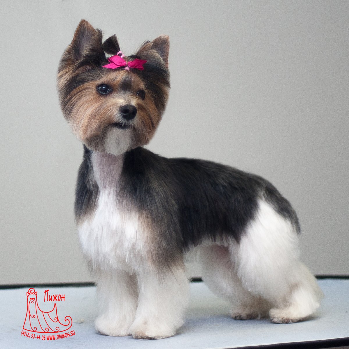 Бивер Йорк обросший