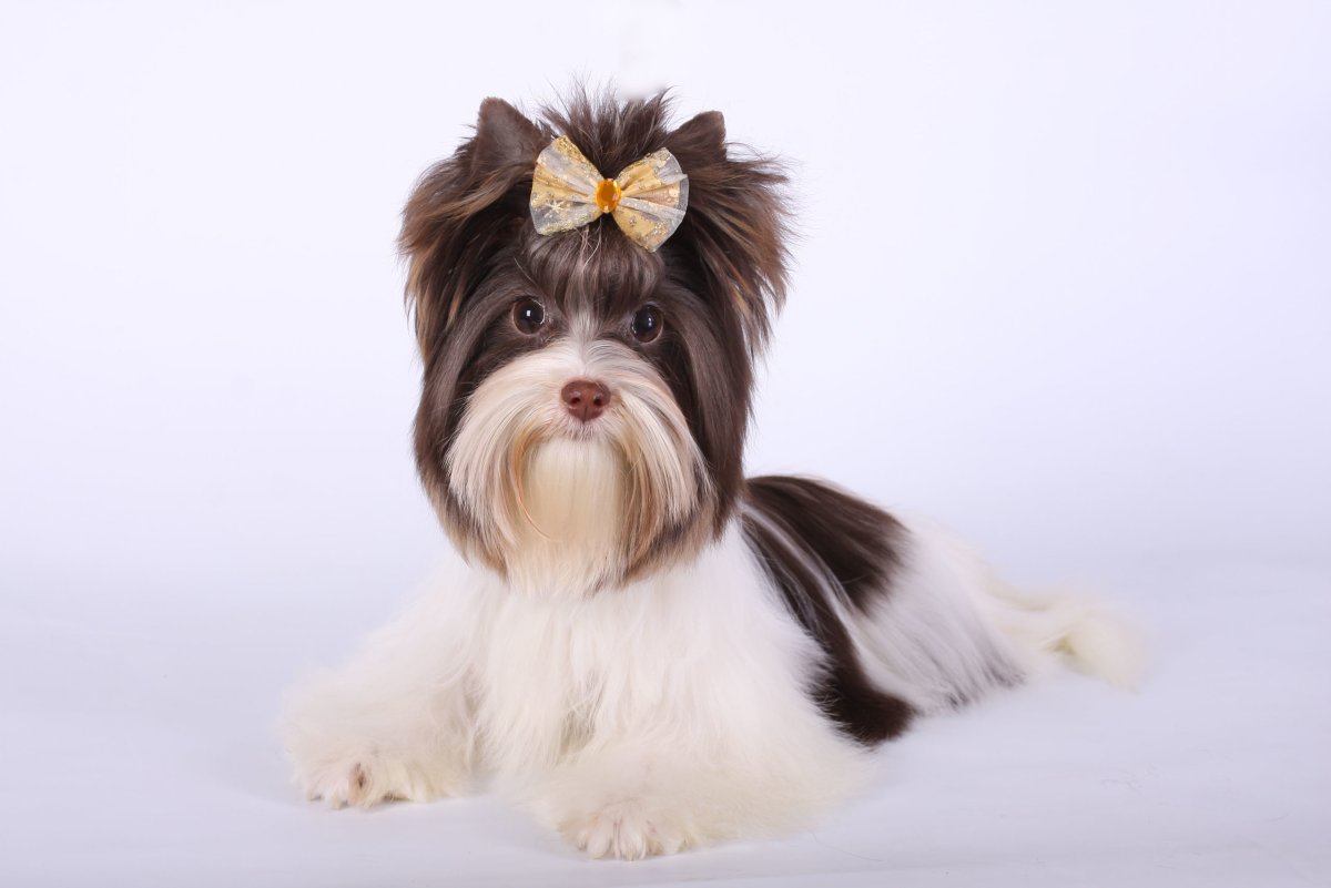 Бивер-Йоркширский терьер стрижки