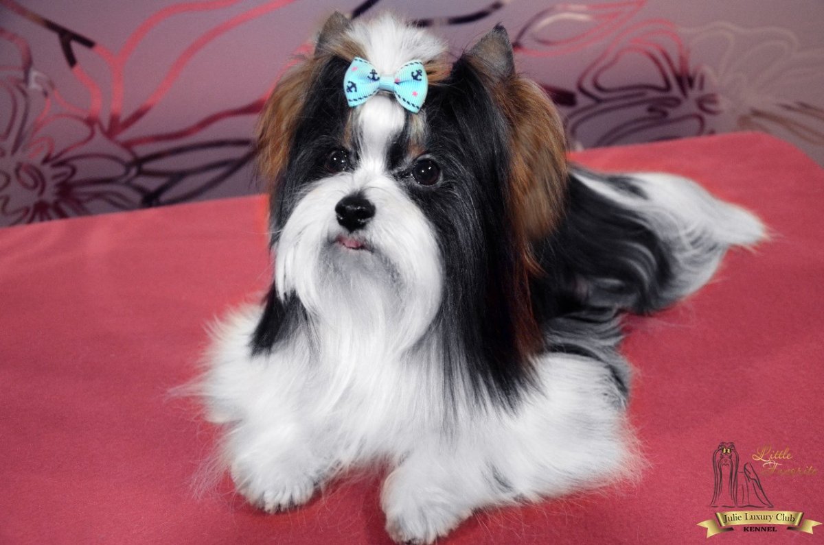 Собака Бивер Йорк