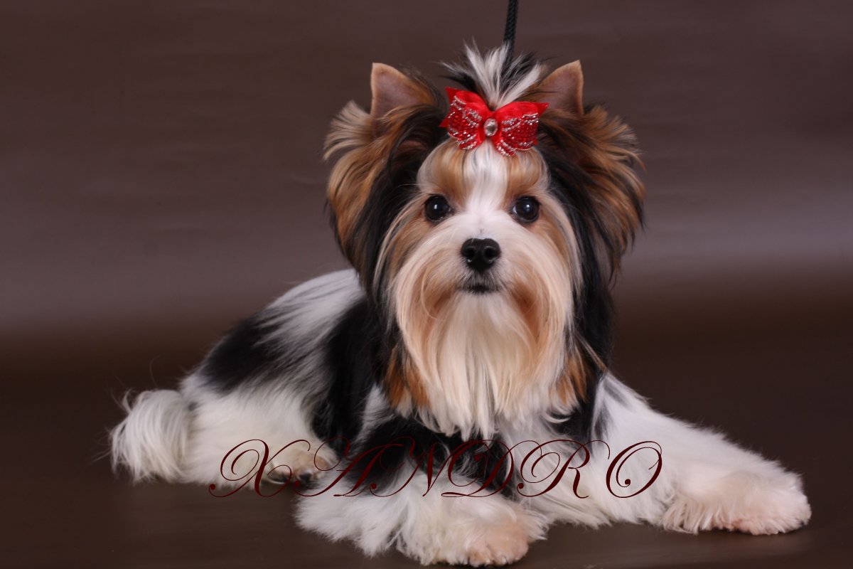 Бивер-Йоркширский терьер