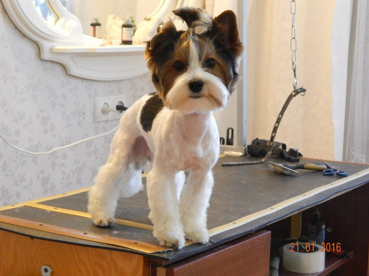 Бивер салонная стрижка