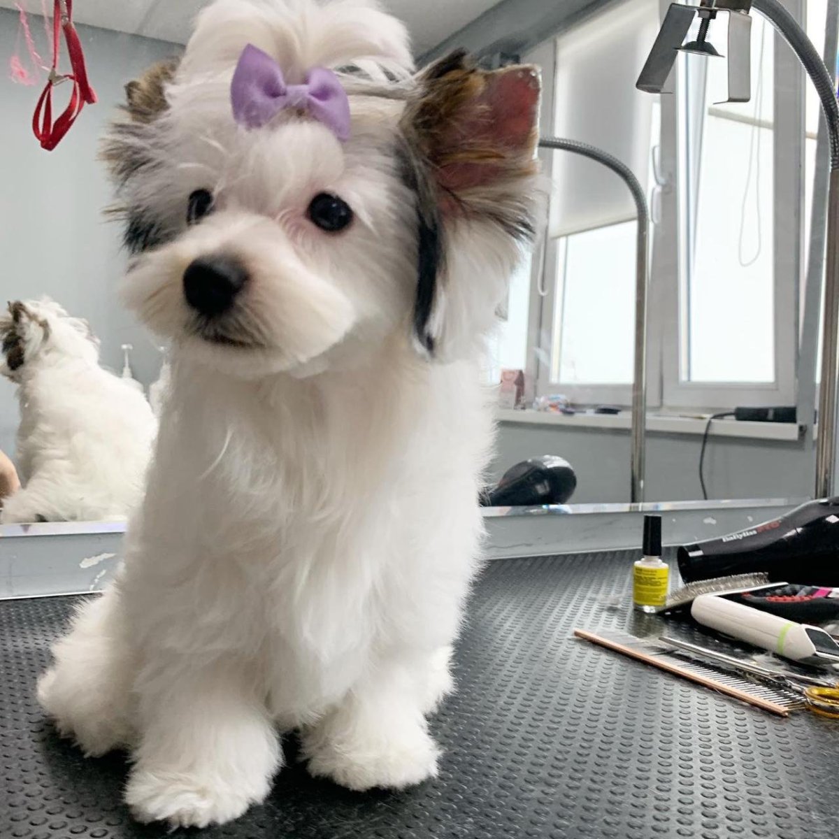 Бивер без стрижки