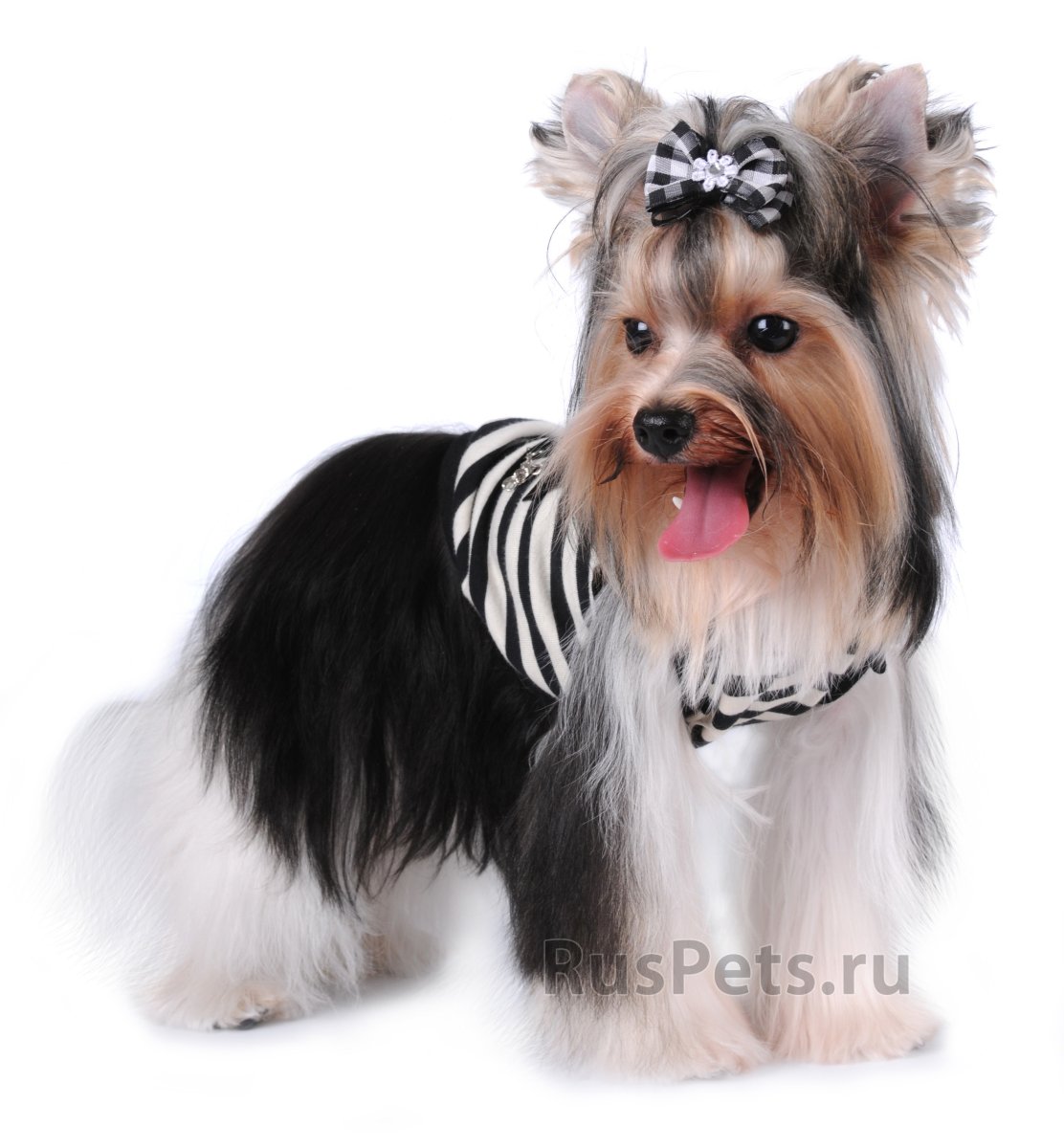 Бивер Йорк на прогулке