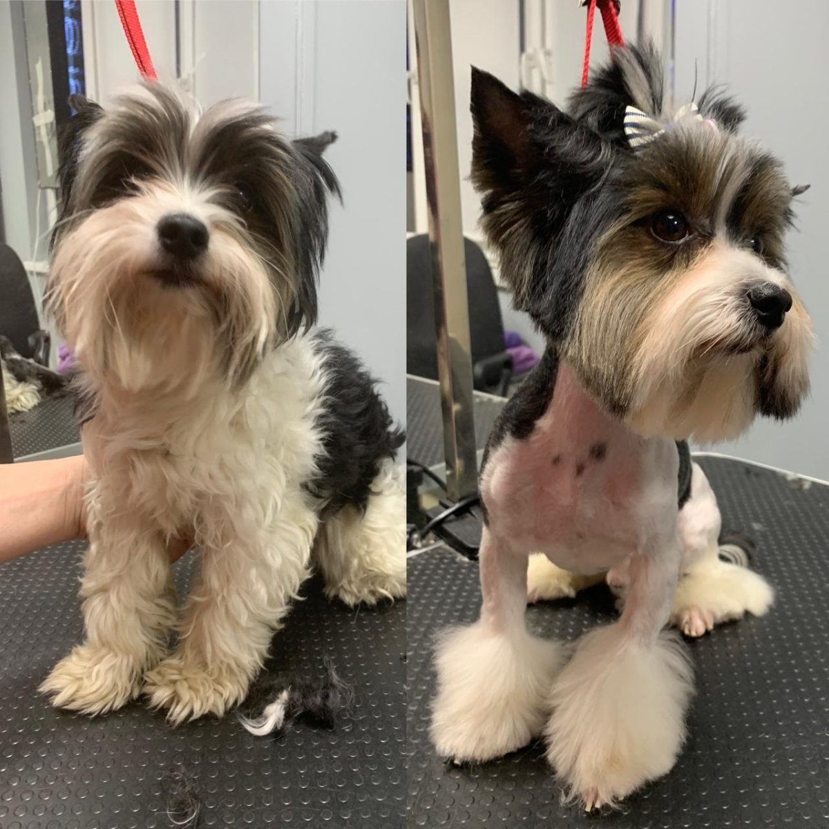 Бивер-Йоркширский терьер подстриженный