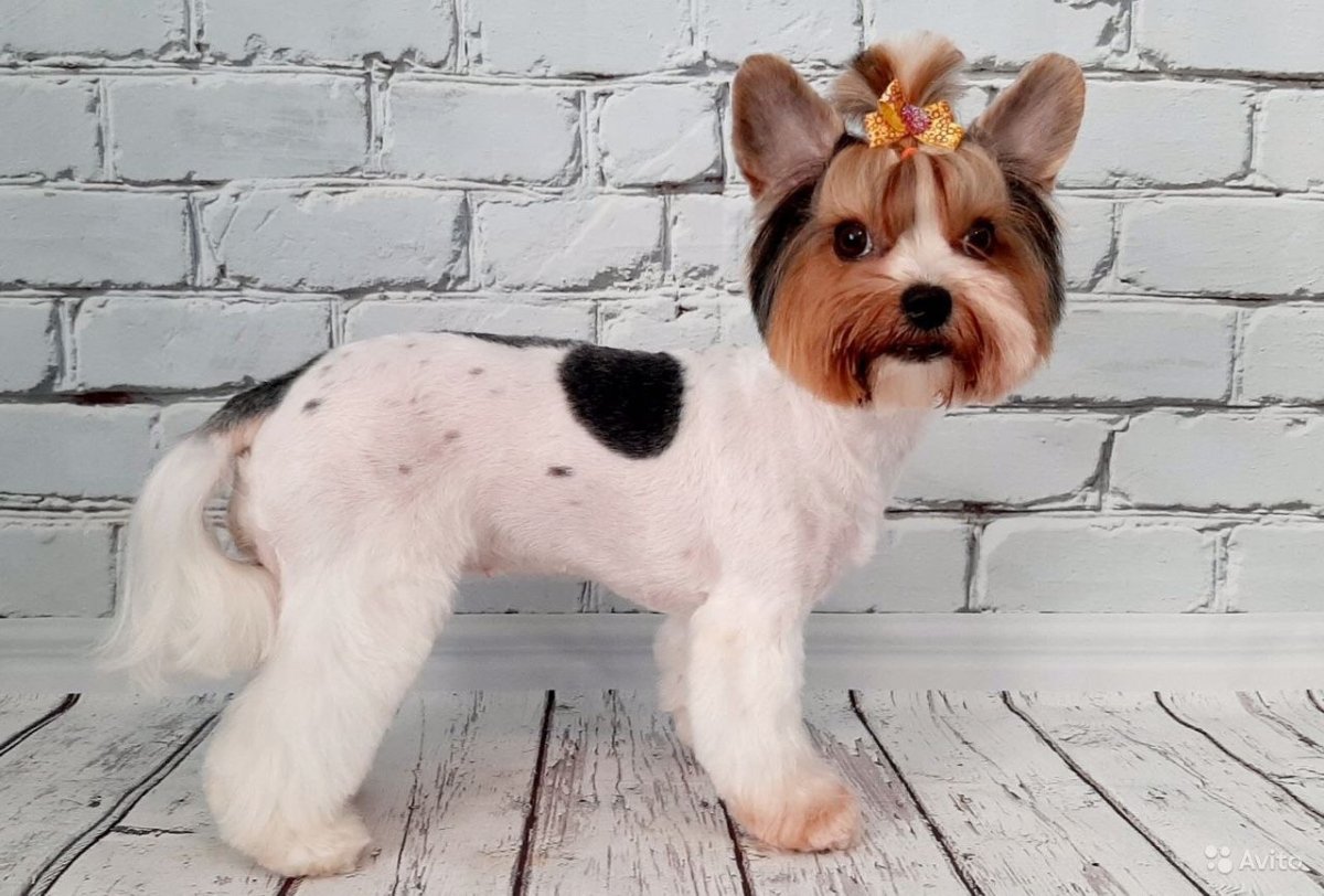 Бивер Йорк от рождения по месяцам