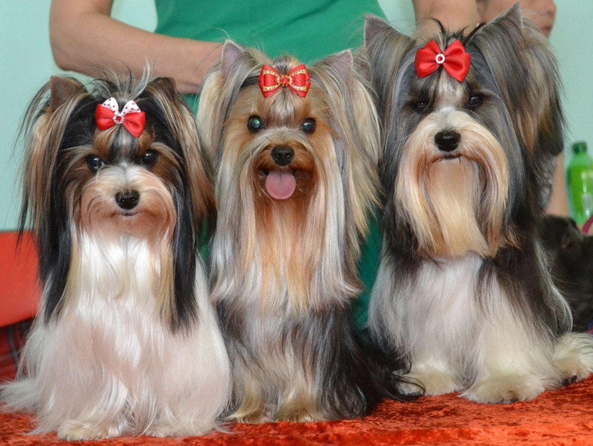 Бивер-Йоркширский терьер стрижки