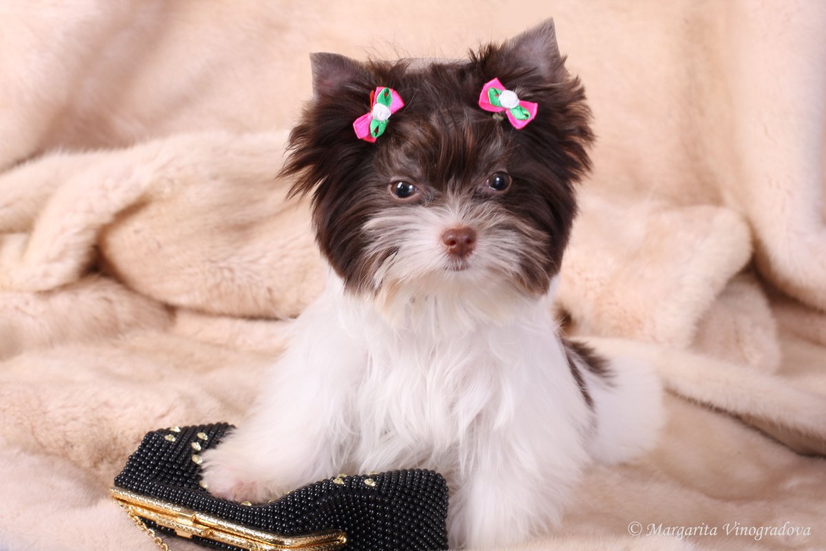 Йоркширский терьер Микки