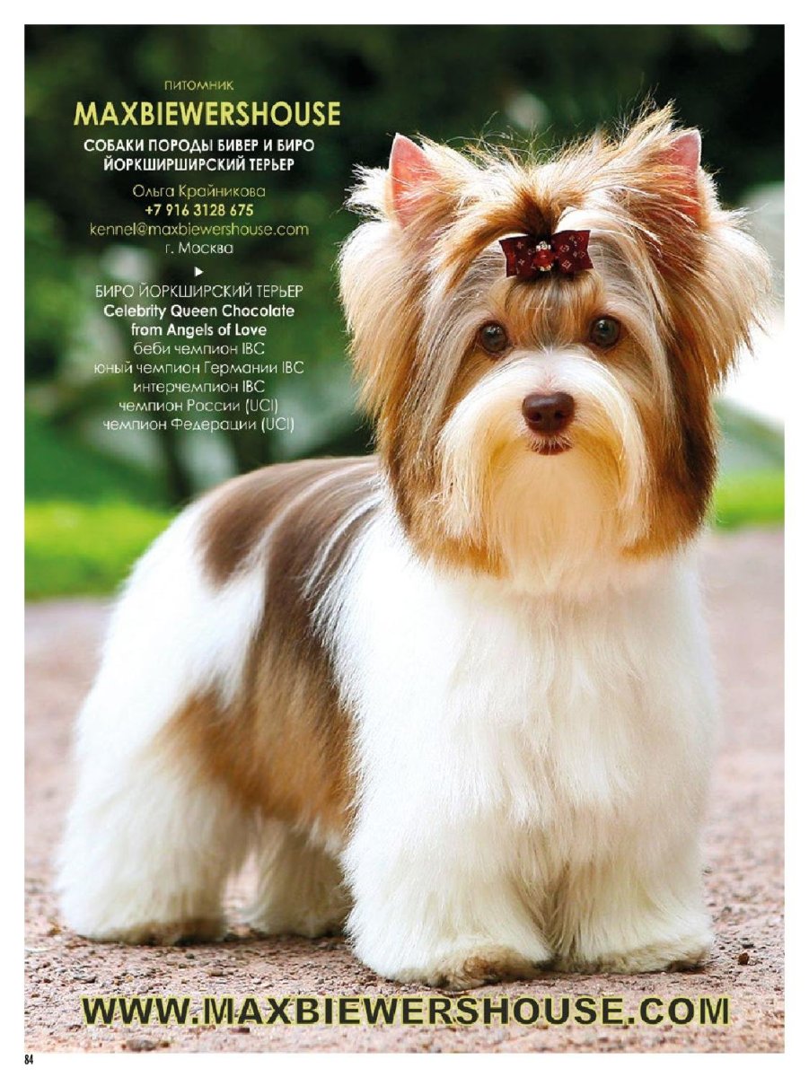 Бивер-Йоркширский терьер мини