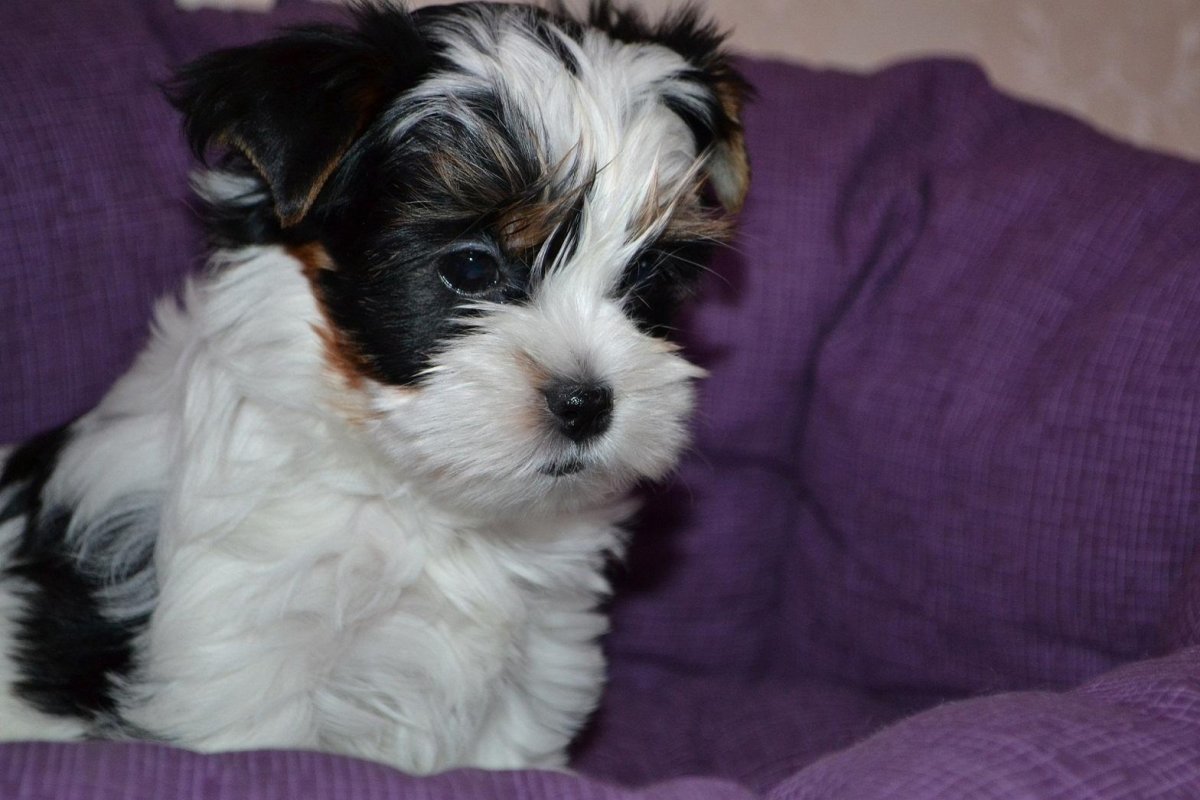 Бивер Йорк мини