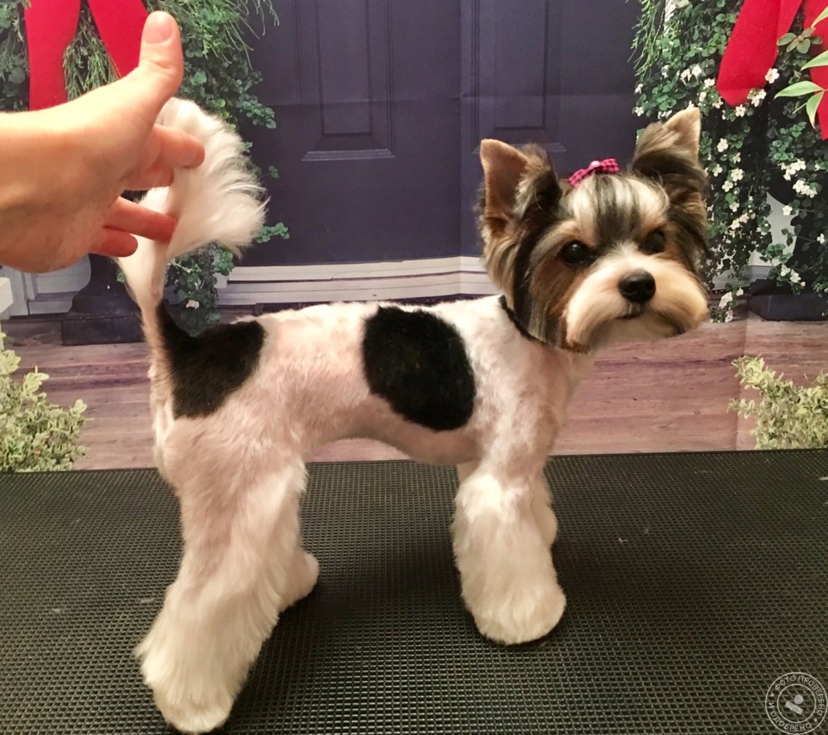 Бивер Йорк терьер подстриженный