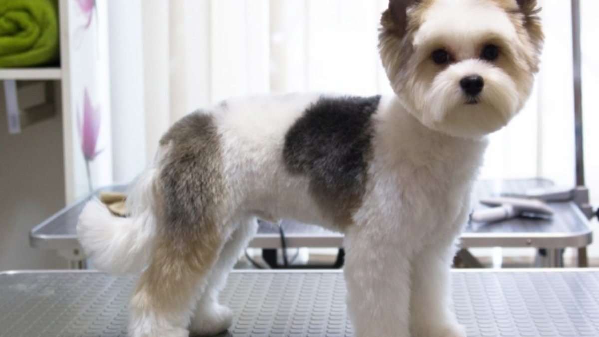 Йоркширский терьер Бивер биро