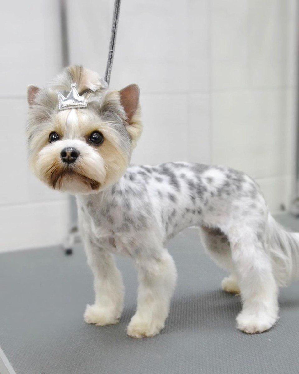 Стрижка Бивер Йорка