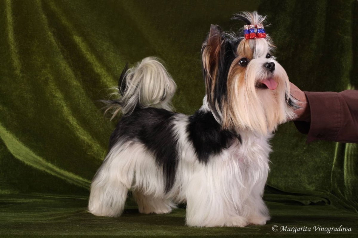 Бивер-Йоркширский терьер